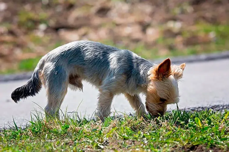 perro oliendo un pis 1