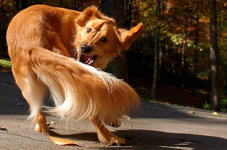 Pourquoi mon chien se mordil la queue? Nos amis les animaux Pourquoi mon chien se mordil la queue? Nos amis les animaux