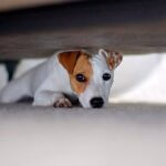 perro se esconde debajo de la cama