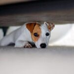 perro se esconde debajo de la cama