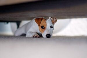 perro se esconde debajo de la cama