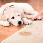 perro se orina por la emoción cuando lo acaricio