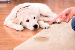 perro se orina por la emoción cuando lo acaricio