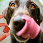 perro tomando una pastilla antipulgas