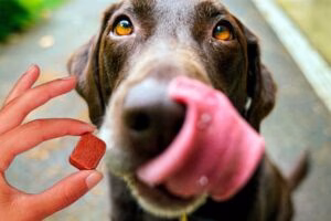 perro tomando una pastilla antipulgas