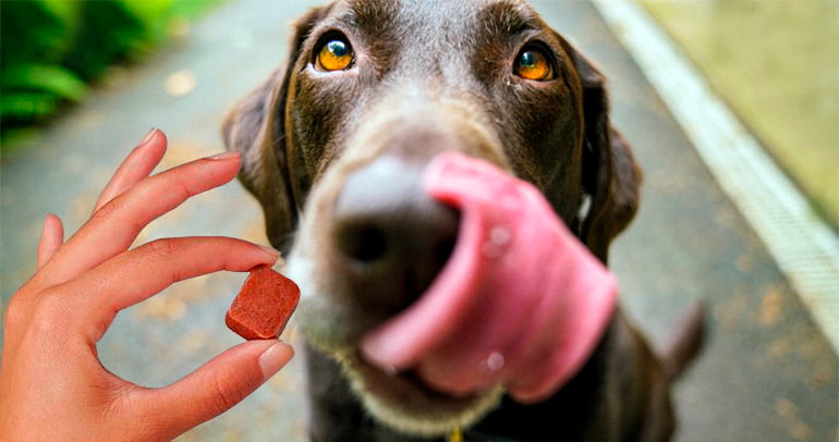 perro tomando una pastilla antipulgas