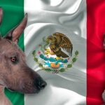perros con bandera mexicana