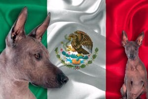 perros con bandera mexicana