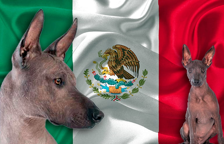 Los nombres Mexicanos para Perros