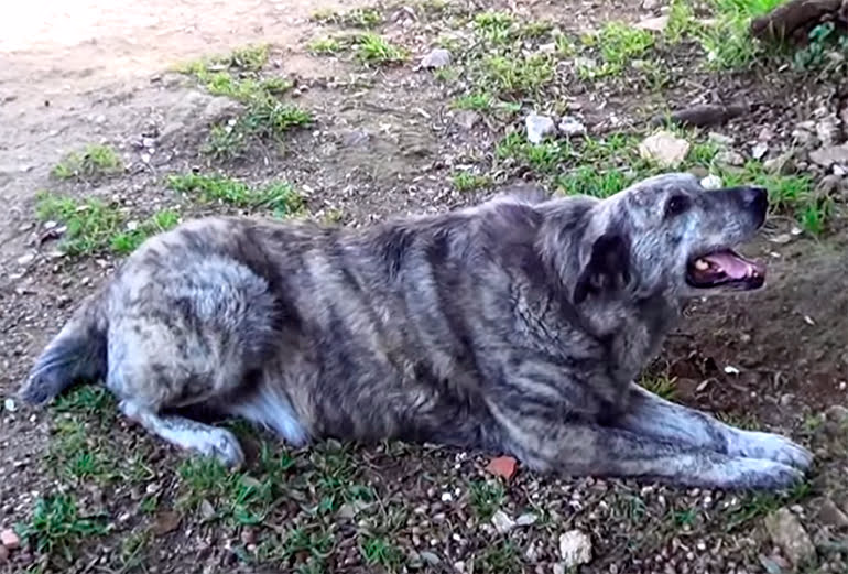 Dogo Sardo