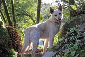 Perro Can de palleira