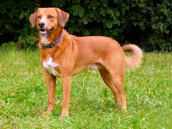 Pinscher-austriaco