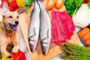 alimentos para perros