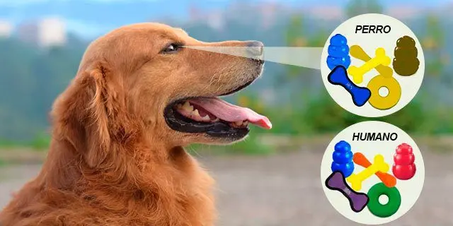 así-ven-los-perros