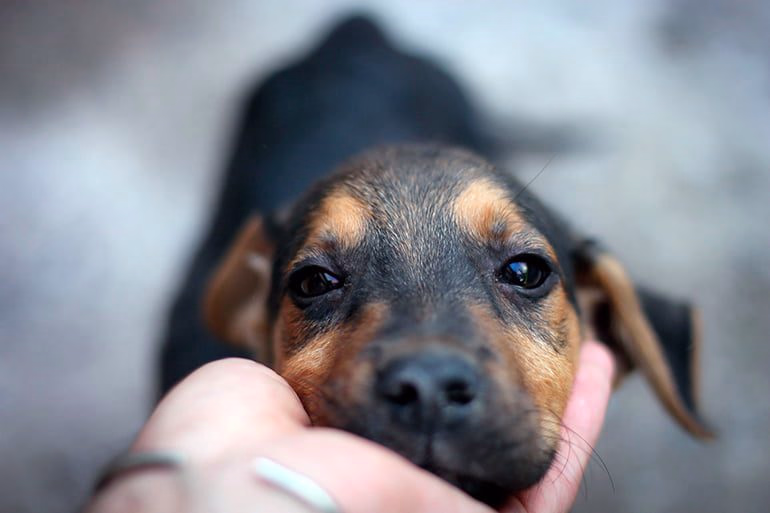 dando-cariño-a-un-perro