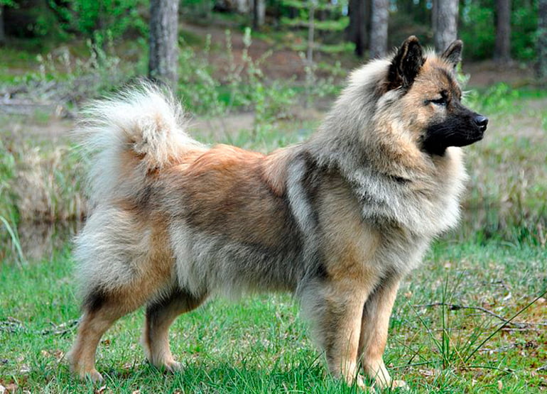 perro-Eurasier-en-el-bosque