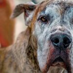 perro anciano
