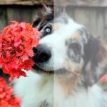 perro con flores en la boca