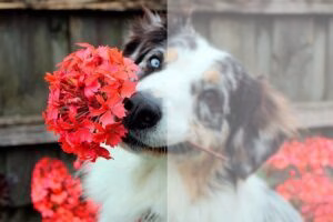 perro con flores en la boca