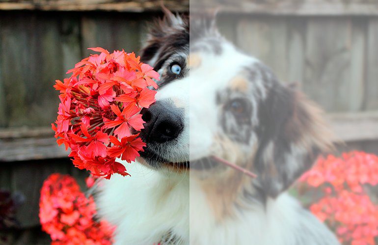 perro con flores en la boca