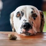 perro dalmata observando