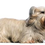 perro de raza Skye Terrier