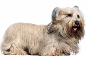 perro de raza Skye Terrier