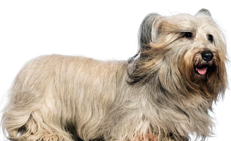 perro de raza Skye Terrier