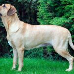 perro de raza broholmer