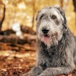 perro de raza lobero irlandes