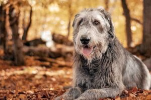 perro de raza lobero irlandes