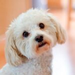 perro de raza maltipoo