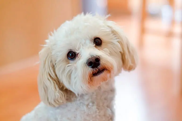 perro de raza maltipoo