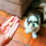 perro esperando su pastilla