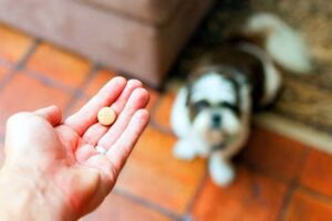 perro esperando su pastilla