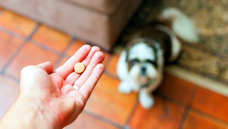 ¿Cómo darle una pastilla a un perro? Tips y consejos