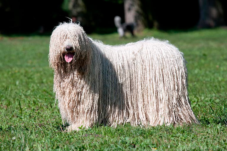 perro-komondor-con-pelo-largo-en-el-prado