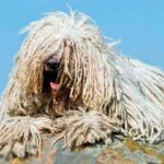 perro komondor posado sobre una roca