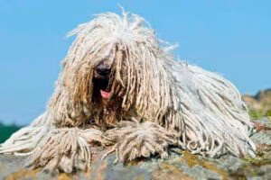 perro komondor posado sobre una roca