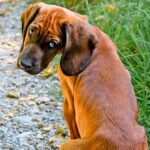 perro observando con rencor