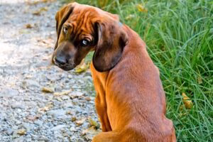 perro observando con rencor