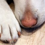 perro oliendo su pata