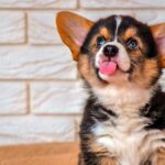 perro sacando la lengua