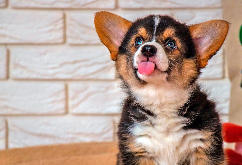 perro sacando la lengua