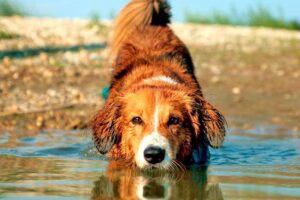 raza Pinscher austriaco