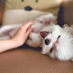 acariciando la panza a un perro