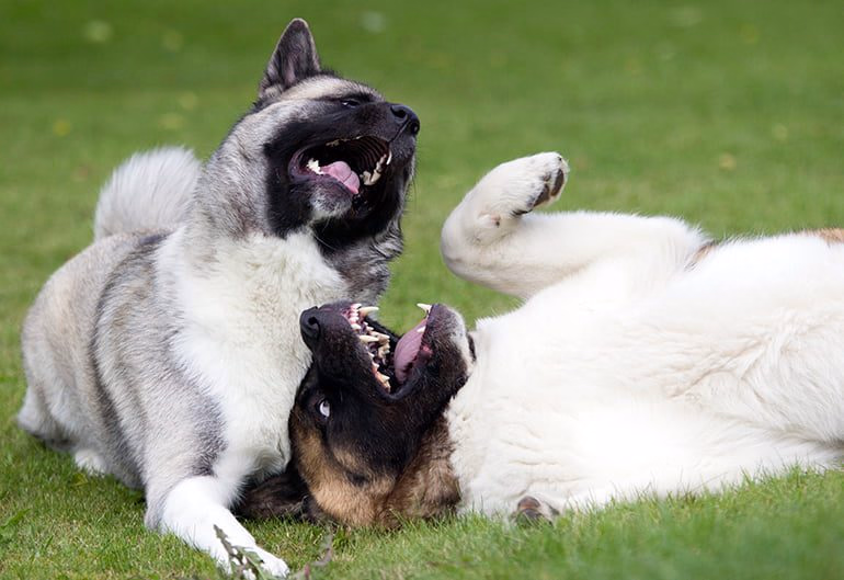dos perros jugando 1