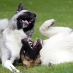 dos perros jugando