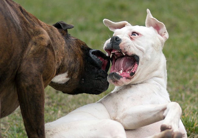 two-dogs-fighting "width =" 650 "height =" 453 "srcset =" https://soyunperro.com/wp-content/uploads/2020/10/dos-perros-rinendo.jpg 650w, https: // soyunperro.com/wp-content/uploads/2020/10/dos-perros-rinendo-300x209.jpg 300w, https://soyunperro.com/wp-content/uploads/2020/10/dos-perros-rinendo-603x420 .jpg 603w, https://soyunperro.com/wp-content/uploads/2020/10/dos-perros-rinendo-100x70.jpg 100w "tailles =" (largeur maximale: 650px) 100vw, 650px