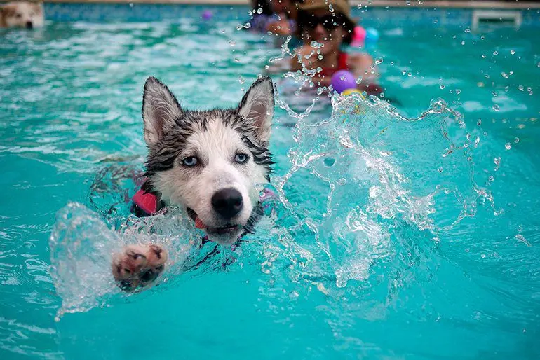 hasky nadando